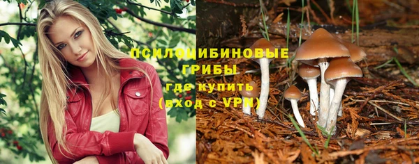 гашик Касимов